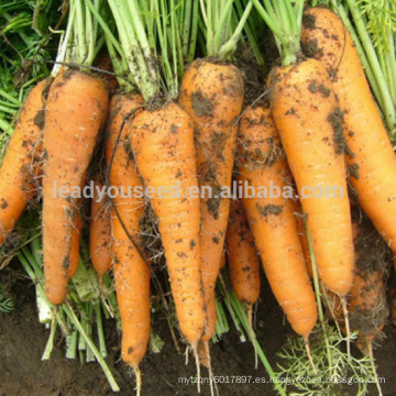 CA01 Lianji cinco pulgadas de semillas de zanahoria kuroda delgadas en venta